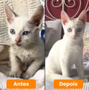 Escova a Vapor Removedora de Pelos 3 em 1 (Leia a Descrição)